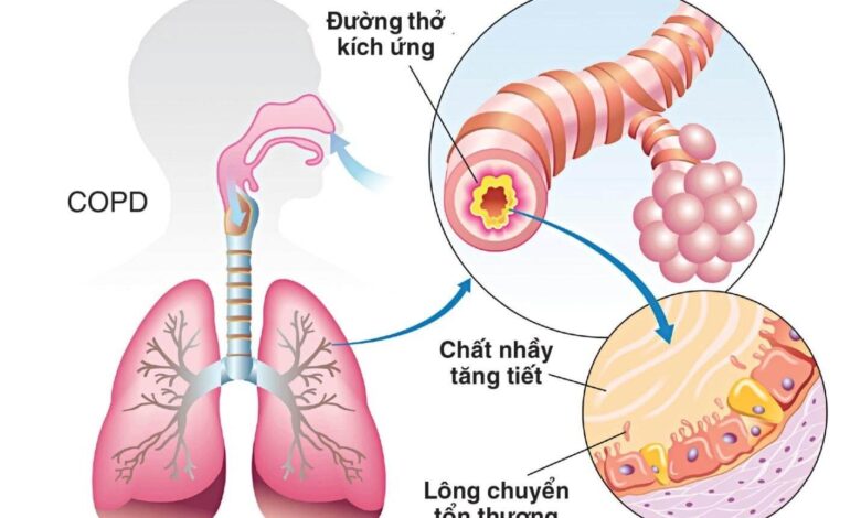 Hô hấp là gì? Cấu tạo của các bộ phận trong hệ hô hấp - AiHealth