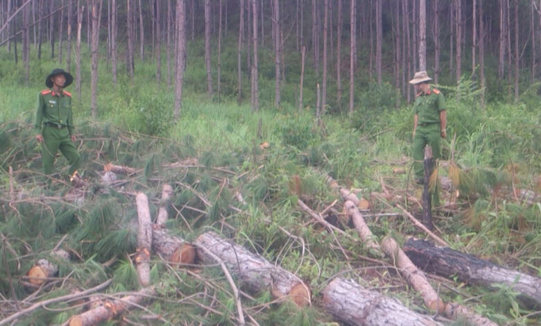 Khai thác trắng (Optimal clear - cutting) là gì? - VietnamBiz