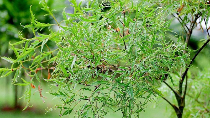 Lá đinh lăng chứa nhiều thành phần hoạt chất tốt cho tim mạch, hệ tiêu hóa