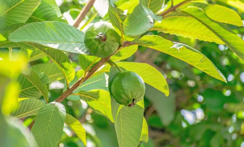Uống nước lá ổi có tác dụng gì ? TOP 7 công dụng trị bệnh nổi bật