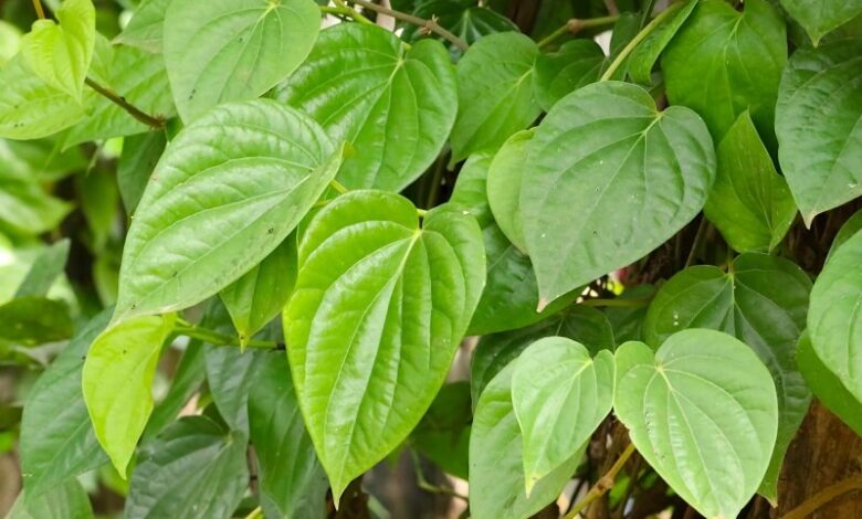 Lá trầu không có tác dụng gì với da mặt? Sử dụng thế nào?
