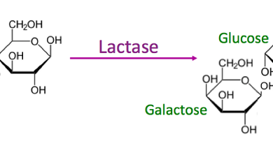 Đường Lactose là gì? Tác dụng và cách bổ sung Lactose đúng cách