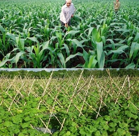 Luân canh là gì, tác dụng và có mấy hình thức luân canh