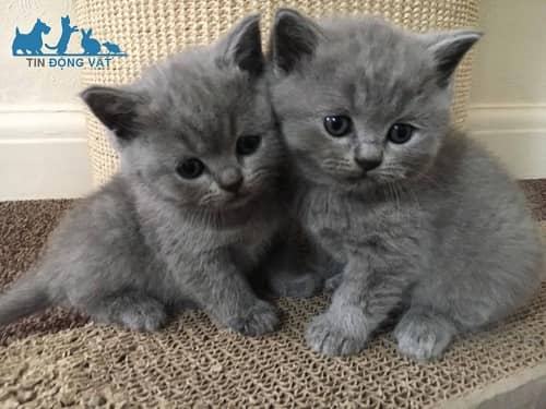Giá mèo anh lông ngắn bao nhiêu tiền? Giá sinh viên, giá rẻ nên