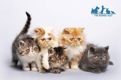 Giá mèo ba tư bao nhiêu tiền? Mua mèo 34 ở đâu tại Hà Nội, TpHCM?