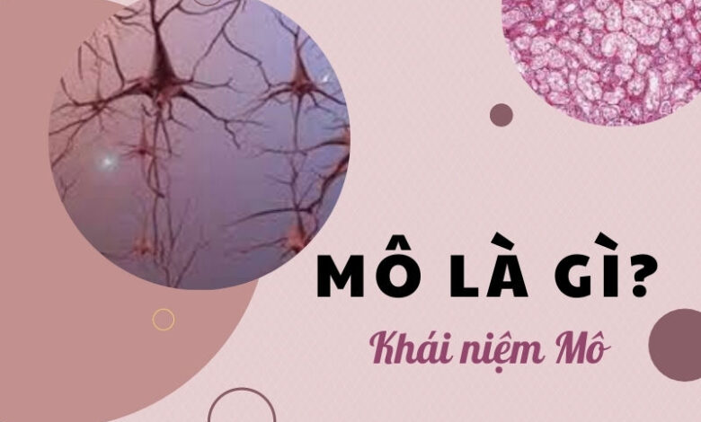 Mô là gì? Khám phá những kiến thức thú vị về mô - Hieuluat