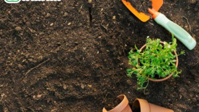 Làm đất và bón phân lót trước khi gieo trồng - AgriDrone