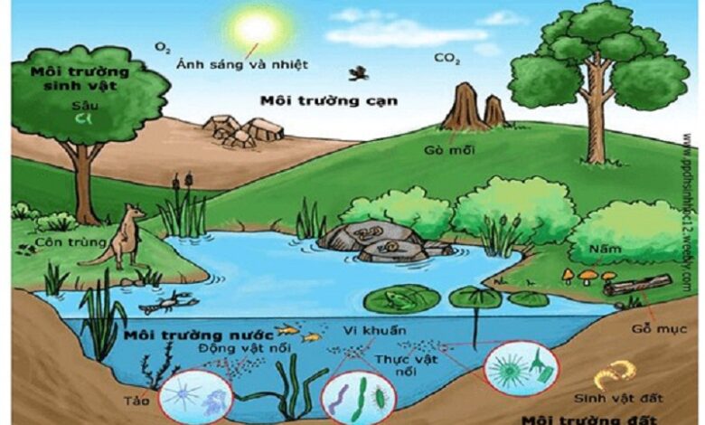 Nhân tố sinh thái là gì? Nhân tố sinh thái có những loại nào?