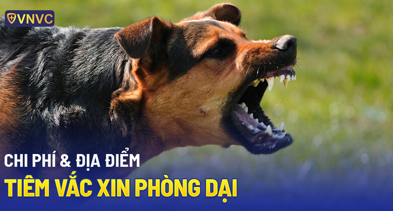 Chích ngừa chó cắn bao nhiêu tiền? Tiêm ở đâu uy tín, an toàn?