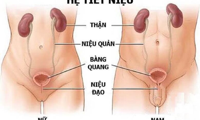 Niệu đạo là gì? Điểm khác nhau giữa niệu đạo nam và nữ | Medlatec