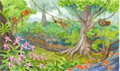 Quần xã là gì? Quần xã sinh học là gì? Tính chất của quần xã?