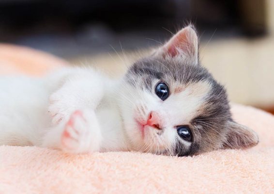 Quý Mão Sinh Năm Bao Nhiêu ? Những Người Tuổi Mão ... - Homemy