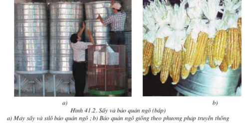 Điểm danh 20+ quy trình bảo quản củ giống gồm bao nhiêu bước
