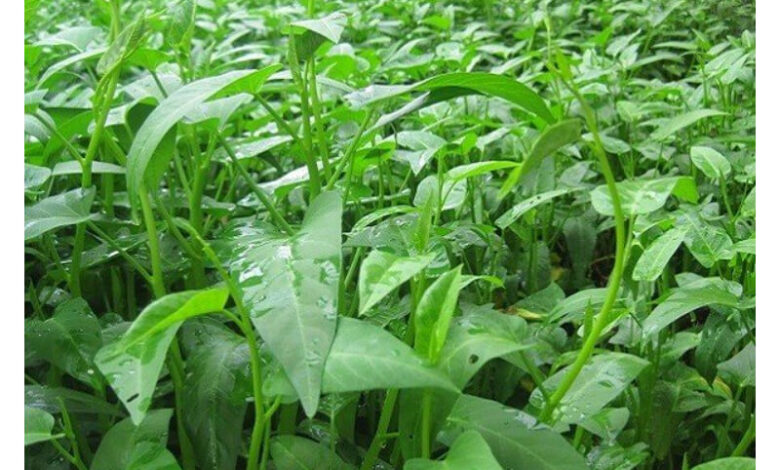 Rau muống bao nhiêu calo? Ăn rau muống có giảm cân được không?