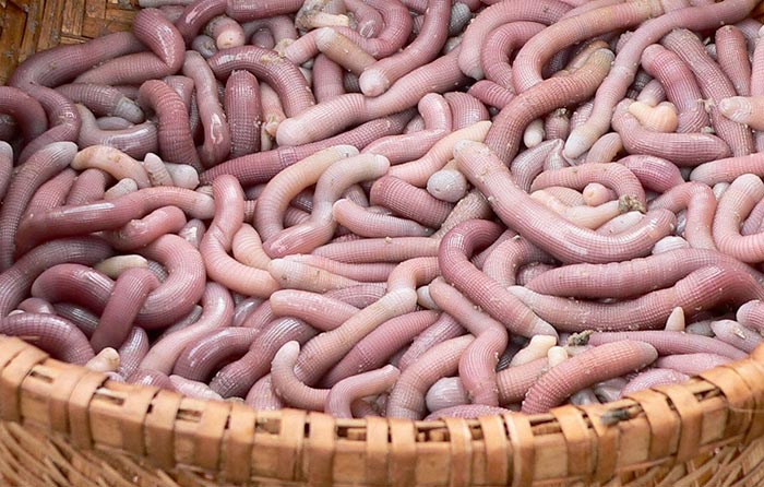 Sá sùng có tác dụng gì? Sá sùng làm món gì ngon - bvlvpqn