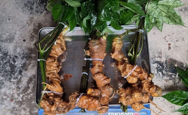 Giá sâm Ngọc Linh Kon Tum, Quảng Nam bao nhiêu 1kg?
