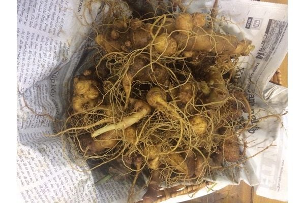Giá 1kg sâm Ngọc Linh bao nhiêu? - BluSaigon