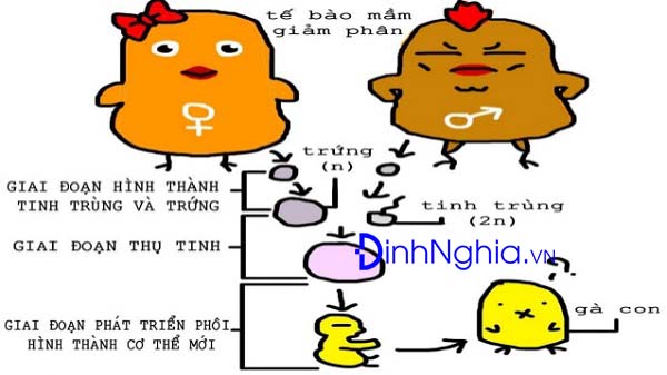 Sinh sản hữu tính là gì? So sánh sinh sản hữu tính ở động vật và