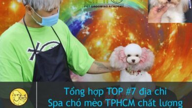 Tổng hợp #12 địa chỉ Spa chó mèo TPHCM chất lượng hàng đầu