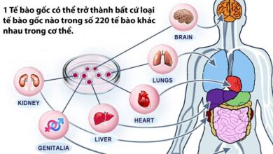 Tìm hiểu về tế bào gốc và vai trò của nó đối với y học | Medlatec