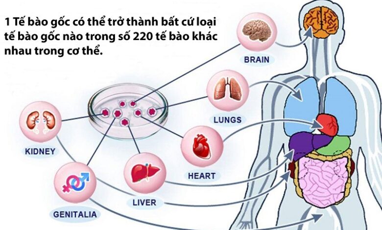 Tìm hiểu về tế bào gốc và vai trò của nó đối với y học | Medlatec