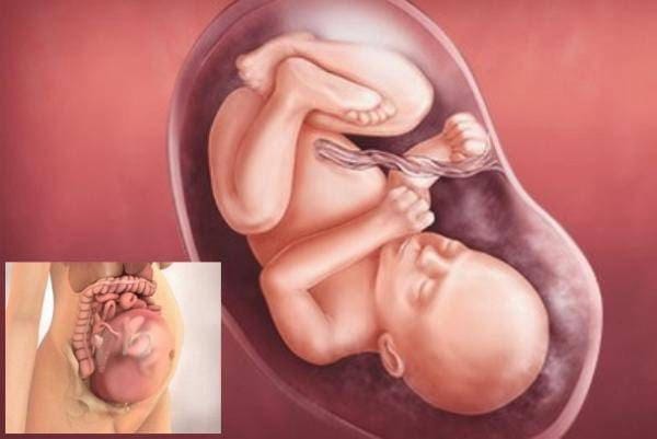 Thai 31 tuần nặng bao nhiêu, hình thái phát triển thế nào? - Fitobimbi