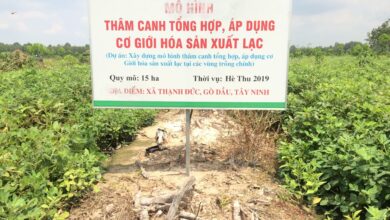 Thâm canh là gì? Vai trò và bản chất của thâm canh