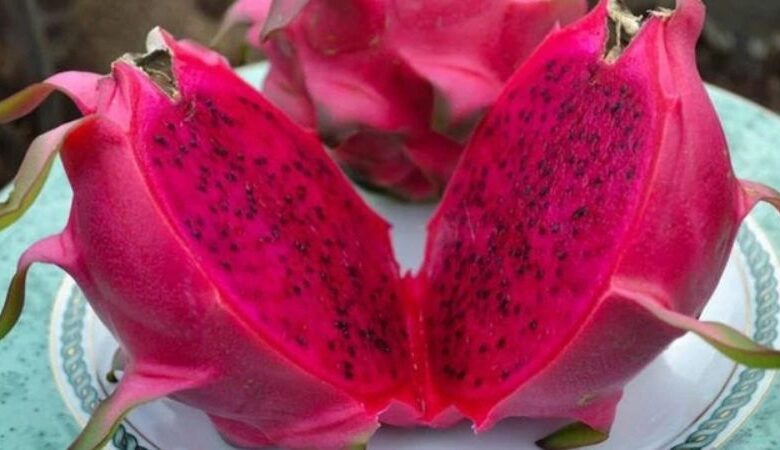 1 trái thanh long đỏ bao nhiêu calo? Ăn nhiều có béo không?