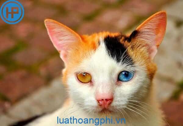 Thể đột biến là gì? - Luật Hoàng Phi
