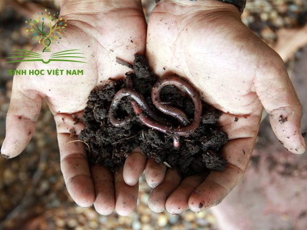 Thức ăn của giun đất là gì? Vai trò của giun đất thế nào?