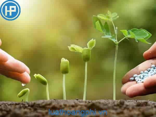 Thực vật là gì? - Luật Hoàng Phi