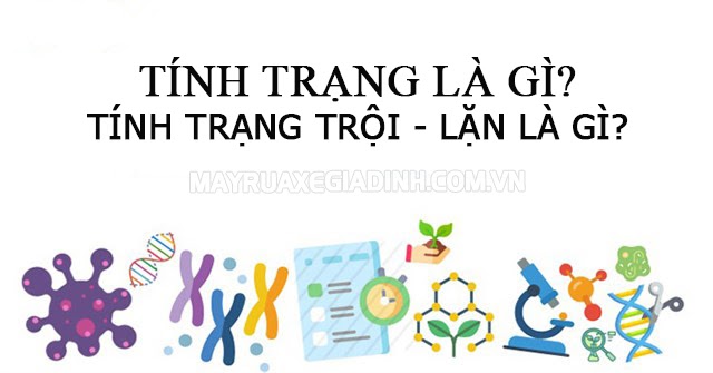Tính trạng là gì? Tính trạng trội - lặn là gì? & các kiến thức liên quan