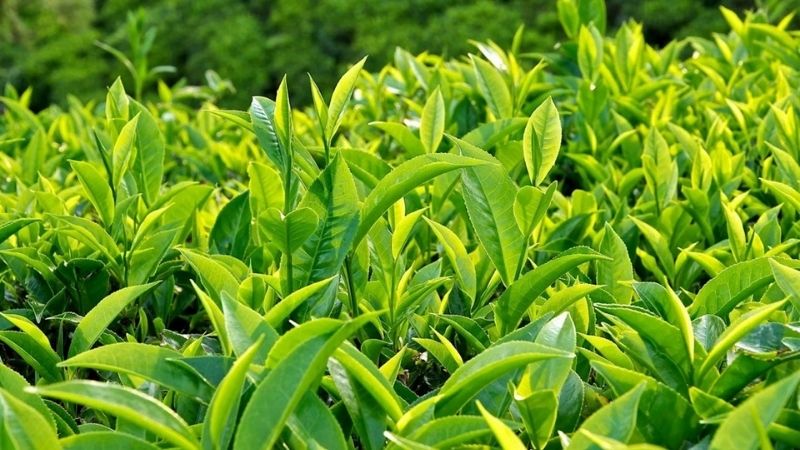 Lá trà xanh hay còn được gọi là chè xanh