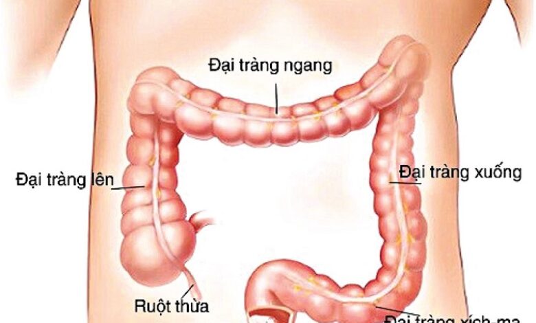 Trực tràng là gì? Những căn bệnh thường gặp liên quan đến trực