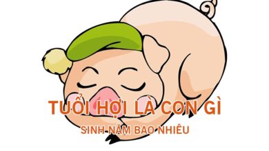 Tuổi Hợi là con gì? Người tuổi Hợi sinh năm bao nhiêu?