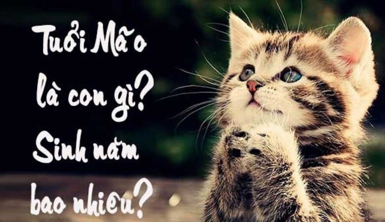 Tuổi Mão tam hợp với tuổi gì? Màu gì? Sinh năm bao nhiêu?