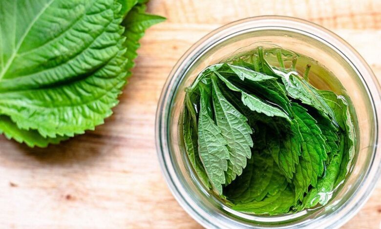 Lá tía tô có tác dụng gì? Cách dùng lá tía tô mang lại lợi ích cho sức