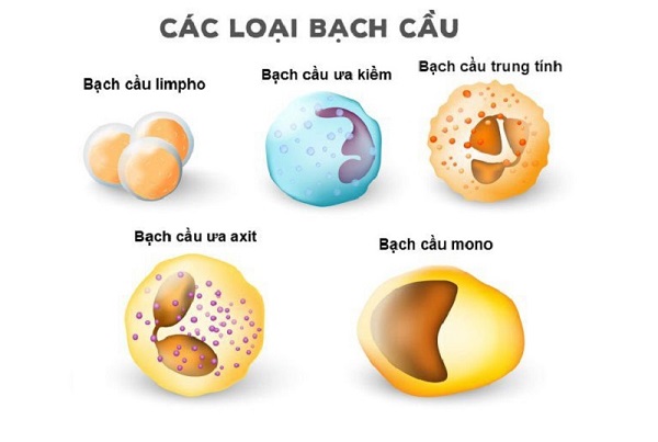 Chỉ số WBC là gì? Ý nghĩa của việc xét nghiệm WBC đối với sức khỏe