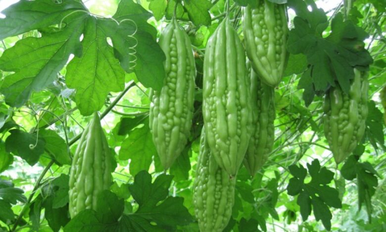 Sau khi thực hiện xăm môi ăn khổ qua-mướp đắng được không?