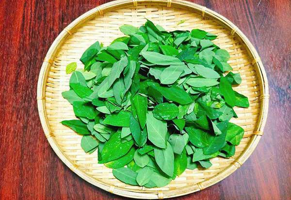 Xăm môi có được ăn rau ngót không? 3 Lưu ý "Cần Nhớ"